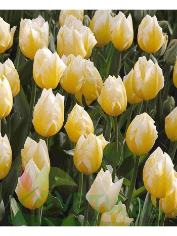  Лале (Tulipa 'Cream Coctail') T36